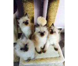 successful Ragdoll Kitties for re-homing