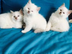 TICA Ragdoll kittens available now