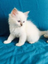 Gorgeous Friendly Registered Ragdolls -Ready Now For You