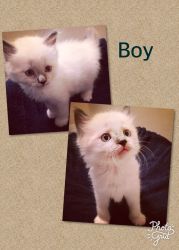 4 Ragdoll kittens for sale