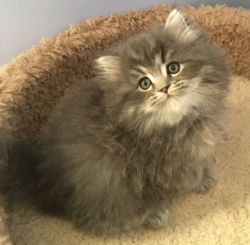 Ragdoll Kittens for sale!