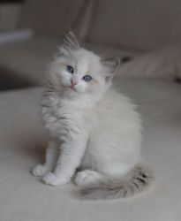Ragdoll Kittens With First Jab & Health Card