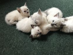 Only 3 Gorgeous Pure Ragdoll Kittens Left S