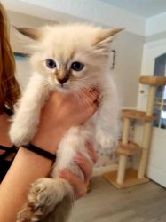 calm and lovely Ragdoll kittens looking for new home