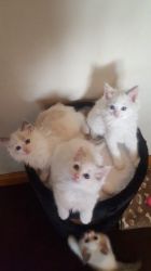 Ragdoll Kittens For Adoption