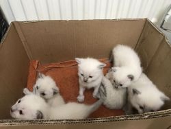 Genuine Pedigree Gccf Registered Ragdoll Kittens