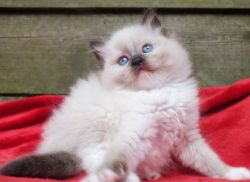 Lovely Ragdoll kitten for sale