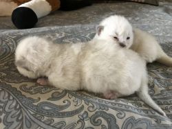 Ragdoll Kittens for Sale DFW