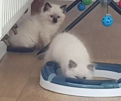 Ragdoll Male and Female Ready Now