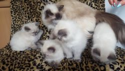 Lovely Ragdoll kittens