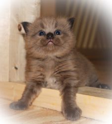TICA Gorgeous Sepia Ragdoll Kitten!