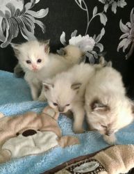 Gorgeous Ragdoll kittens for sale