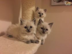 Stunning Ragdoll Kittens for sale
