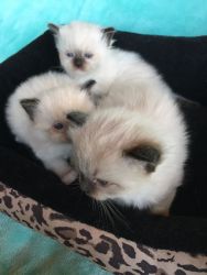 Kittens ready for Their Forever Home