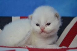 Sweet Ragdoll Kittens. Available To Reserve