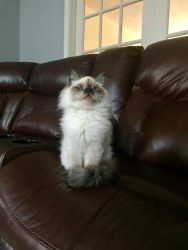Healthy Ragdoll kittens now available for sale
