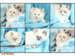 Beautiful Ragdoll Kittens-TICA registered!