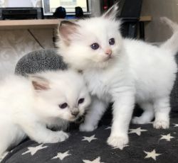 Adorable TICA Ragdoll kittens