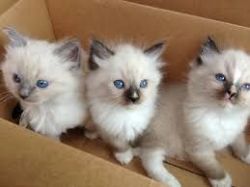 Ragdoll kittens ready