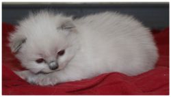 Gorgeous blue colorpoint Ragdoll male