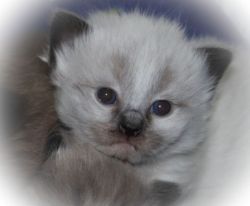 Stunning seal colorpoint traditional Ragdoll boy