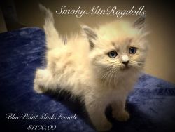 Ragdoll Kittens for sale