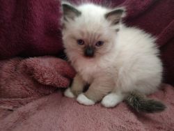 Beautiful Full Pedigree Ragdoll Kitten!.Text us on (xxx) xxx-xxx9