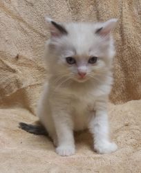 Ragdoll kittens available tica registered .Text us on (xxx) xxx-xxx9