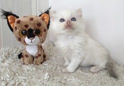 Hand-Raised Ragdoll Kittens available