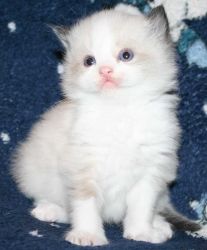 Beautiful Ragdoll Kitten... Ready Now!! Text us on (xxx) xxx-xxx9