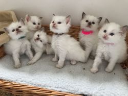 Beautiful Full Pedigree Ragdoll Kittens