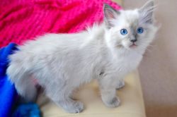 Perfect Ragdoll kittens in search of a home