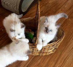 Cute Ragdoll Kittens For Sale.
