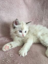 *****Beautiful sweet Ragdoll kittens*****