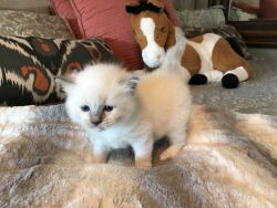 Ragdoll Kittens for sale near DFW