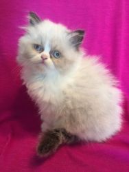 Female Ragdoll Kitten For Sale!
