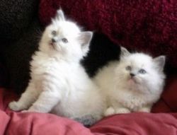 Lovely Ragdoll Kittens for Adoption