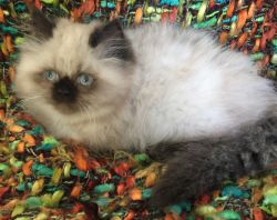 Ragdoll and Himalayan Kittens for Sale!