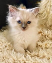 Bluepoint Ragdoll Kittens now available.