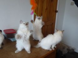 Ragdoll Kittens ready