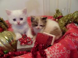 Awesome Ragdoll kittens 3 Males and Females