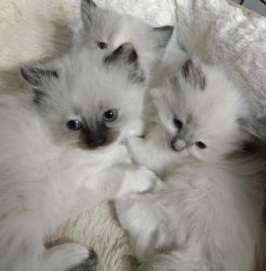 Tica Registered Male and Female Ragdoll Kittens