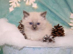 Gorgeous Tica Male and Female Ragdoll Kittens