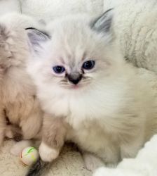Beautiful Playful Loving Purebred Ragdoll Kittens
