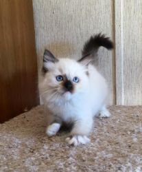Ragdoll Kittens Tica Reg. Ready now with full rights