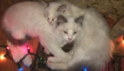 4 Purebred Ragdoll Kittens Ready for forever homes