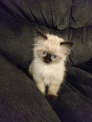 Tica Registered Seal Colorpoint Male Ragdoll