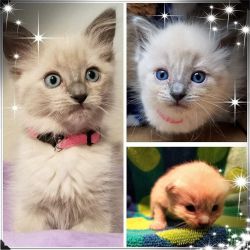 Pedigree Ragdoll Kittens for Sale