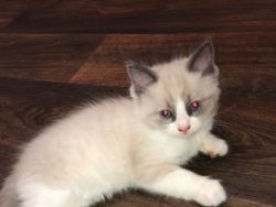 2 Male and Female Ragdolls Kittens Ready Now