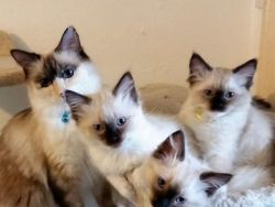 2 Seal Mitted Ragdoll Kittens